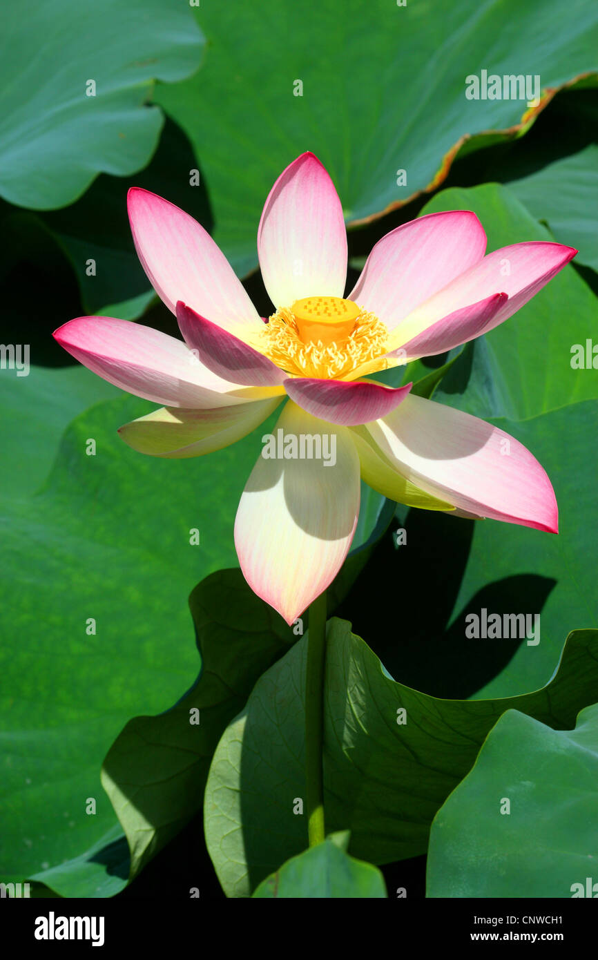 East Indian lotus (Nelumbo nucifera), fiore Foto Stock
