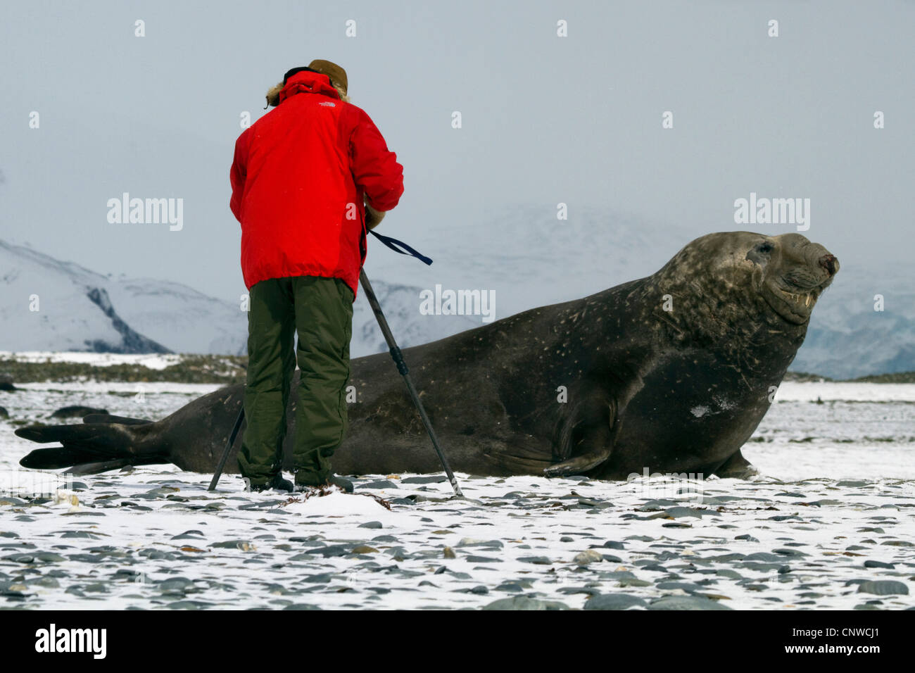 Elefante marino del sud (Mirounga leonina), animale regista con elefante marino presso la costa, Suedgeorgien, pianure di Salisbury Foto Stock