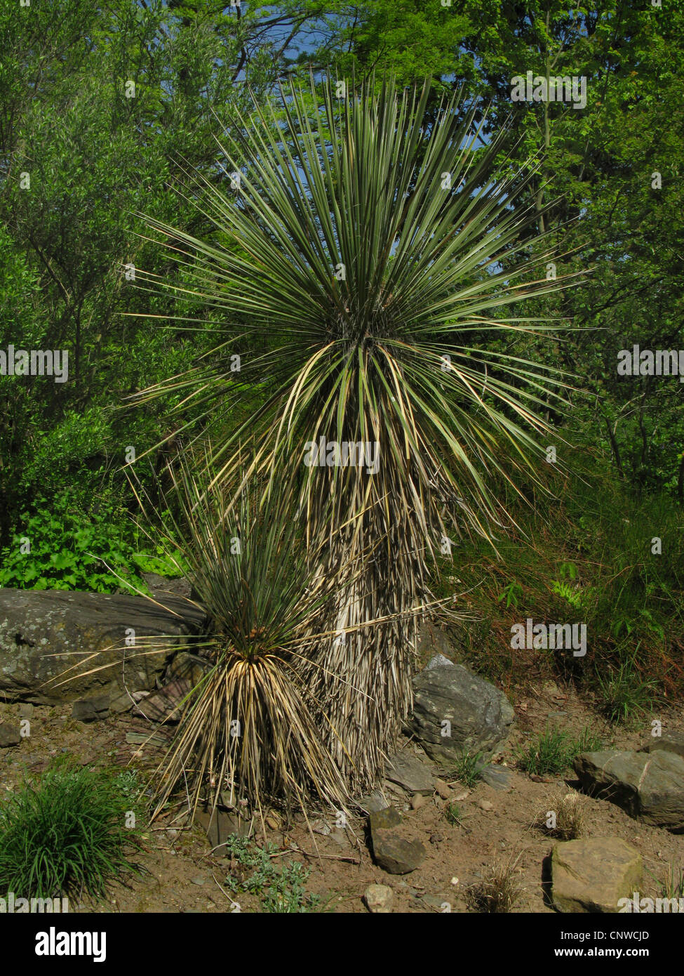 Spagnolo (a baionetta Yucca glauca) Foto Stock