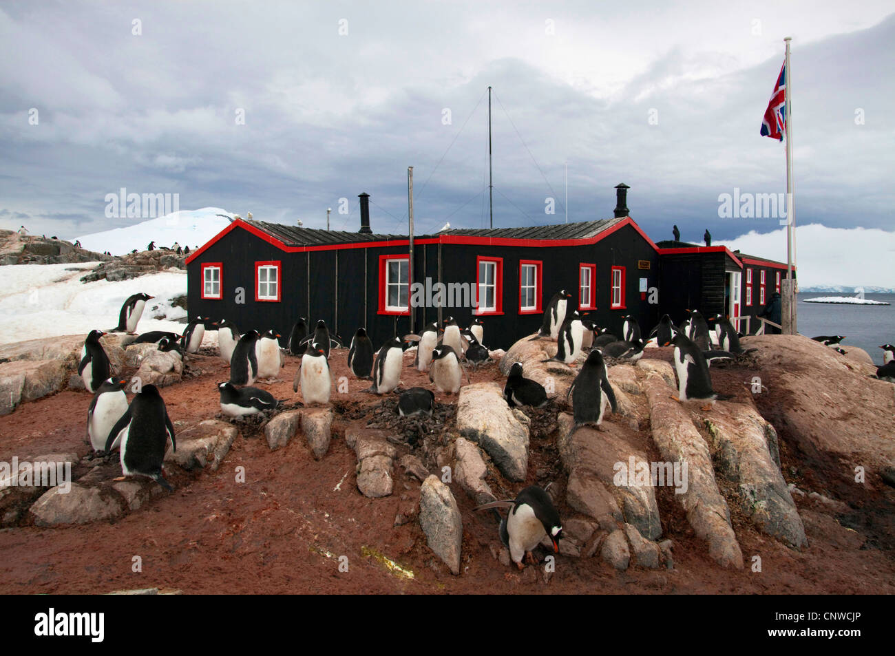 Pinguino gentoo (Pygoscelis papua), presso l'indagine basa, Antartide, Port Lockroy Foto Stock