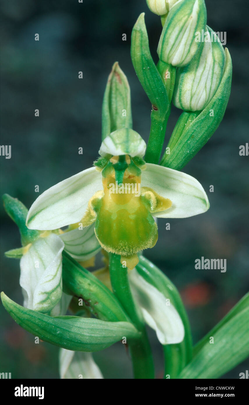 Green bee orchid (Ophrys apifera var. chlorantha), fiore, Cipro Foto Stock