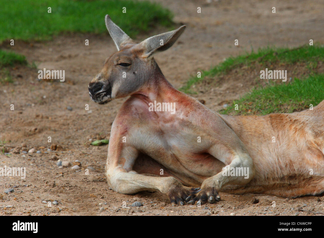 Canguro rosso, pianure Kangaroo, blu flier (Macropus rufus, Megaleia rufa), che giace assonnato sul terreno Foto Stock