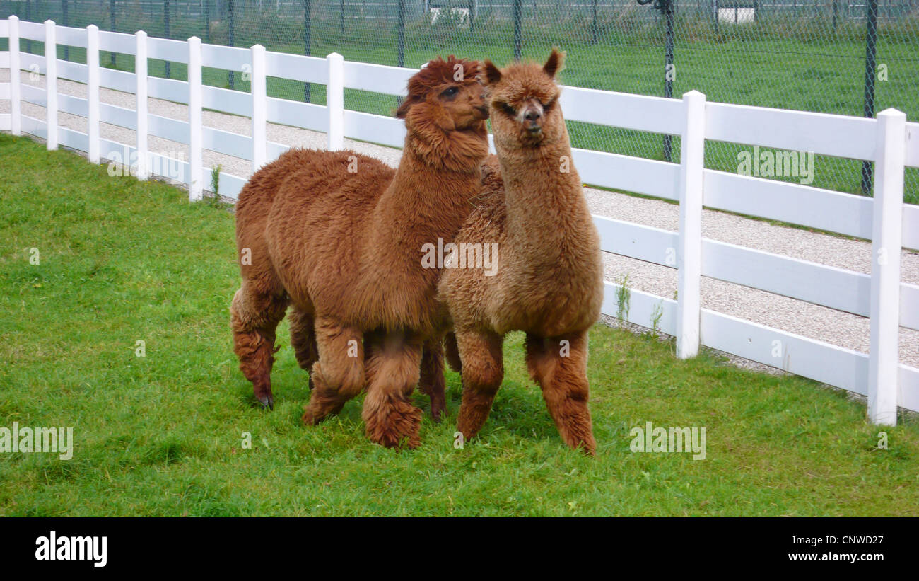 Alpaca (Lama pacos), coppia in piedi su un paddock, accarezzando Foto Stock