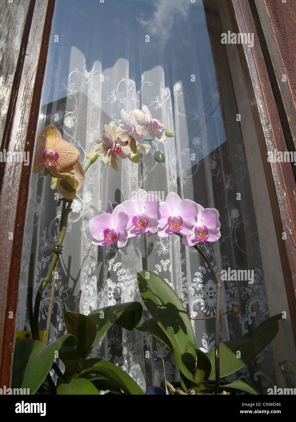 Moth orchid (Phalaenopsis ibrido), fioritura su un davanzale, in Germania, in Renania Palatinato, Siebeldingen Foto Stock