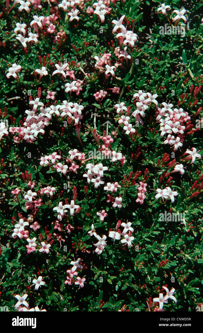 Maleodoranti robbia (Putoria calabrica), fioritura Foto Stock