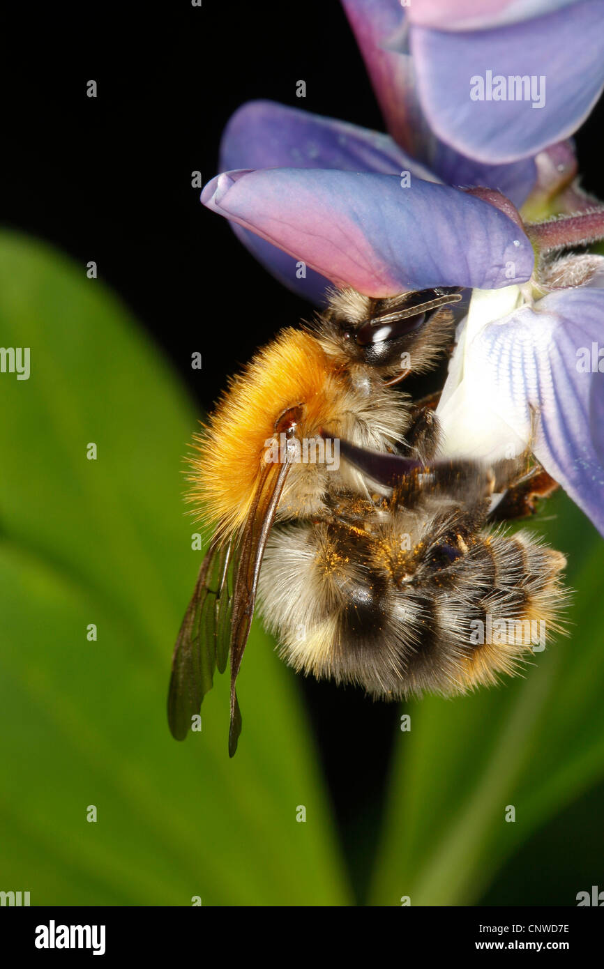 Carda bee, comune carda bee (Bombus pascuorum, Bombus agrorum), aspirando ad un fiore di lupino, Germania Foto Stock