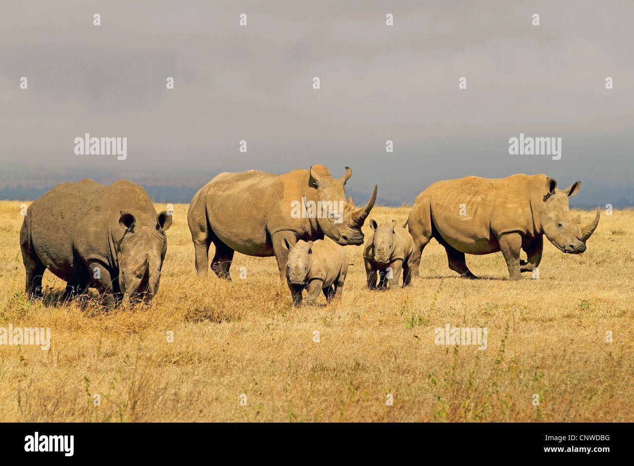 Rinoceronte bianco, quadrato-rhinoceros a labbro, erba rinoceronte (Ceratotherium simum), gruppo con cuccioli, Kenya, Solio Ranch Foto Stock