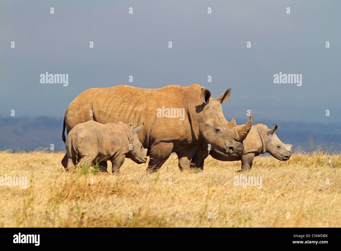 Rinoceronte bianco, quadrato-rhinoceros a labbro, erba rinoceronte (Ceratotherium simum), Adulto con cuccioli, Kenya, Solio Ranch Foto Stock