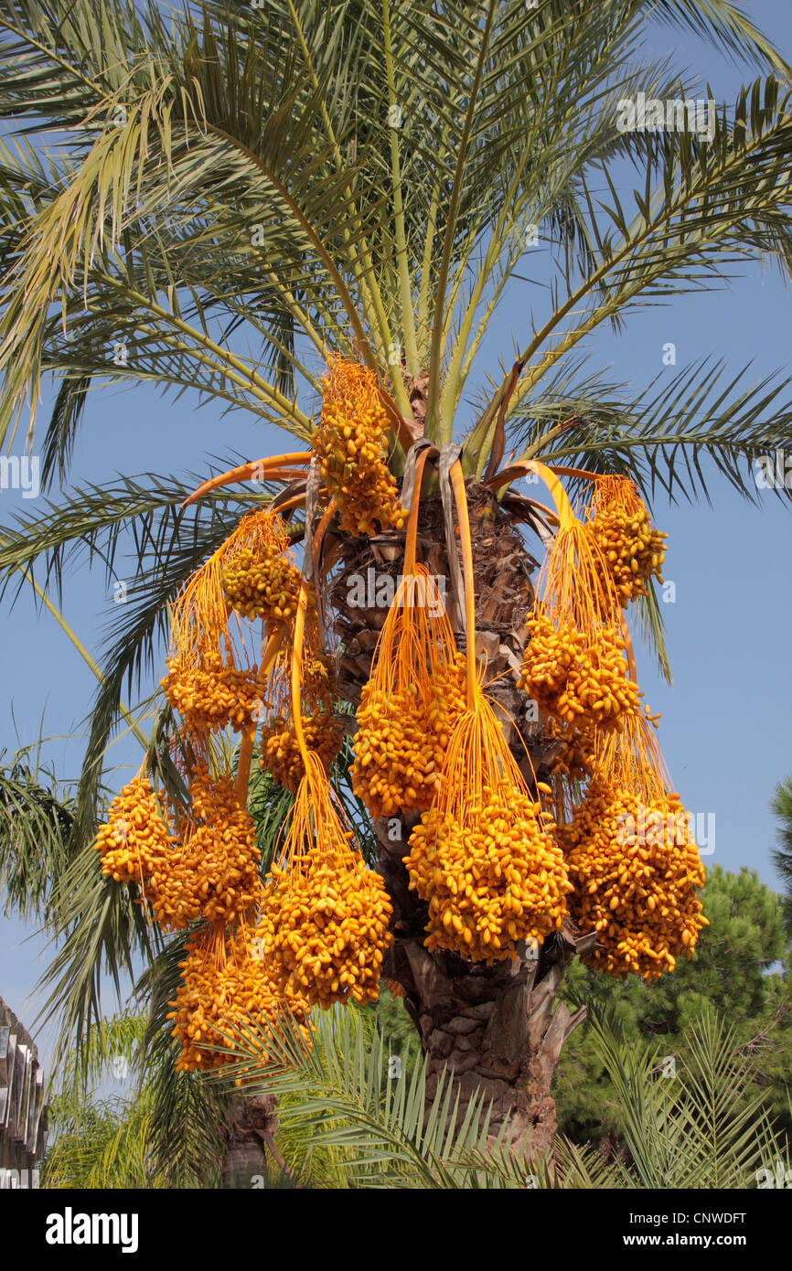 Data palm (Phoenix dactylifera), con infructescences, Turchia Antalya Foto Stock