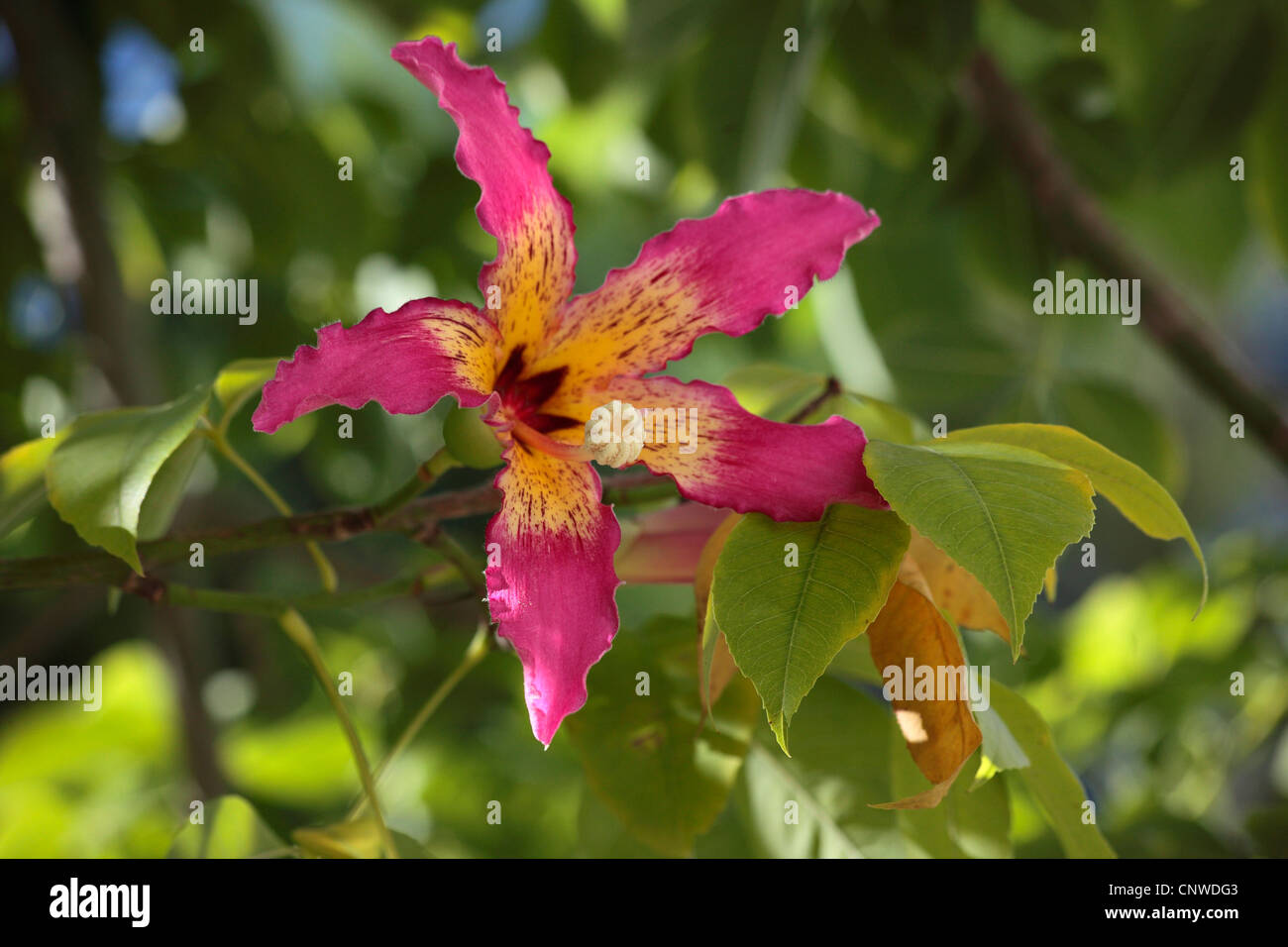 Chorisia Speciosa, Un árbol De Preciosas Flores - Foto 9