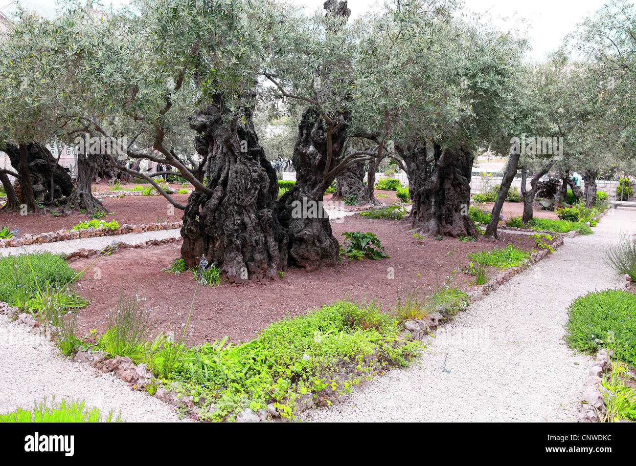 L'albero di oliva antico nel giardino del Getsemani a Gerusalemme Foto Stock
