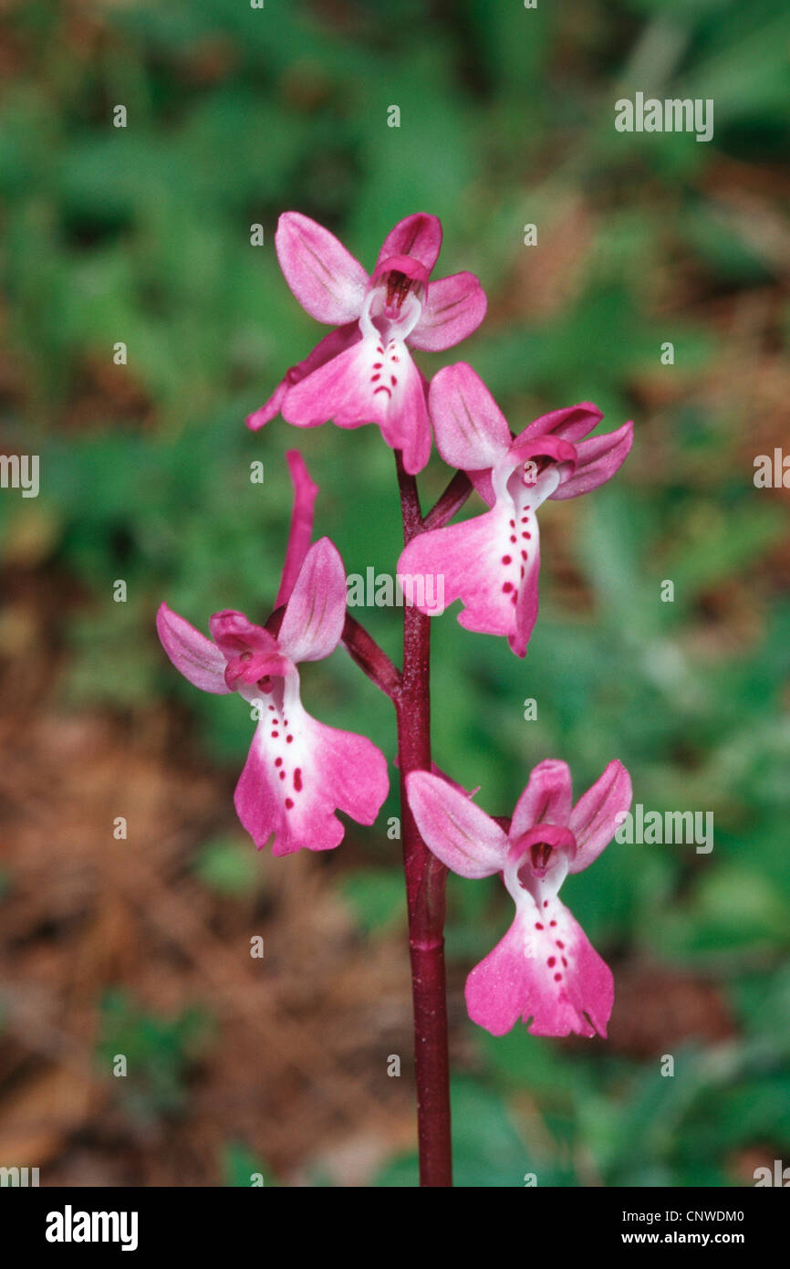 Anatolica orchidea (Orchis anatolica), infiorescenza, Grecia, Rodi Foto Stock