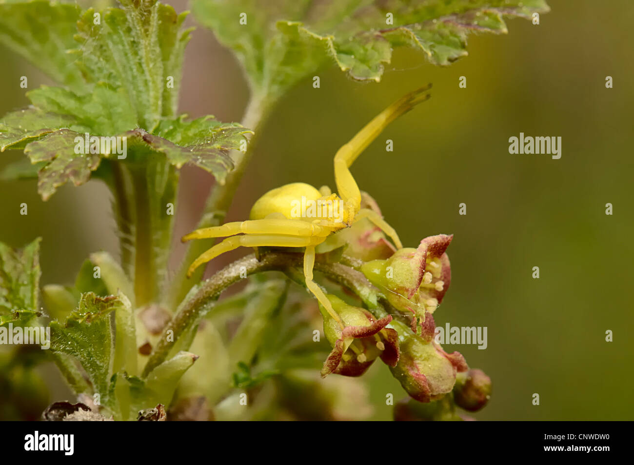 Il ragno seduto su un ramo di un ribes Foto Stock