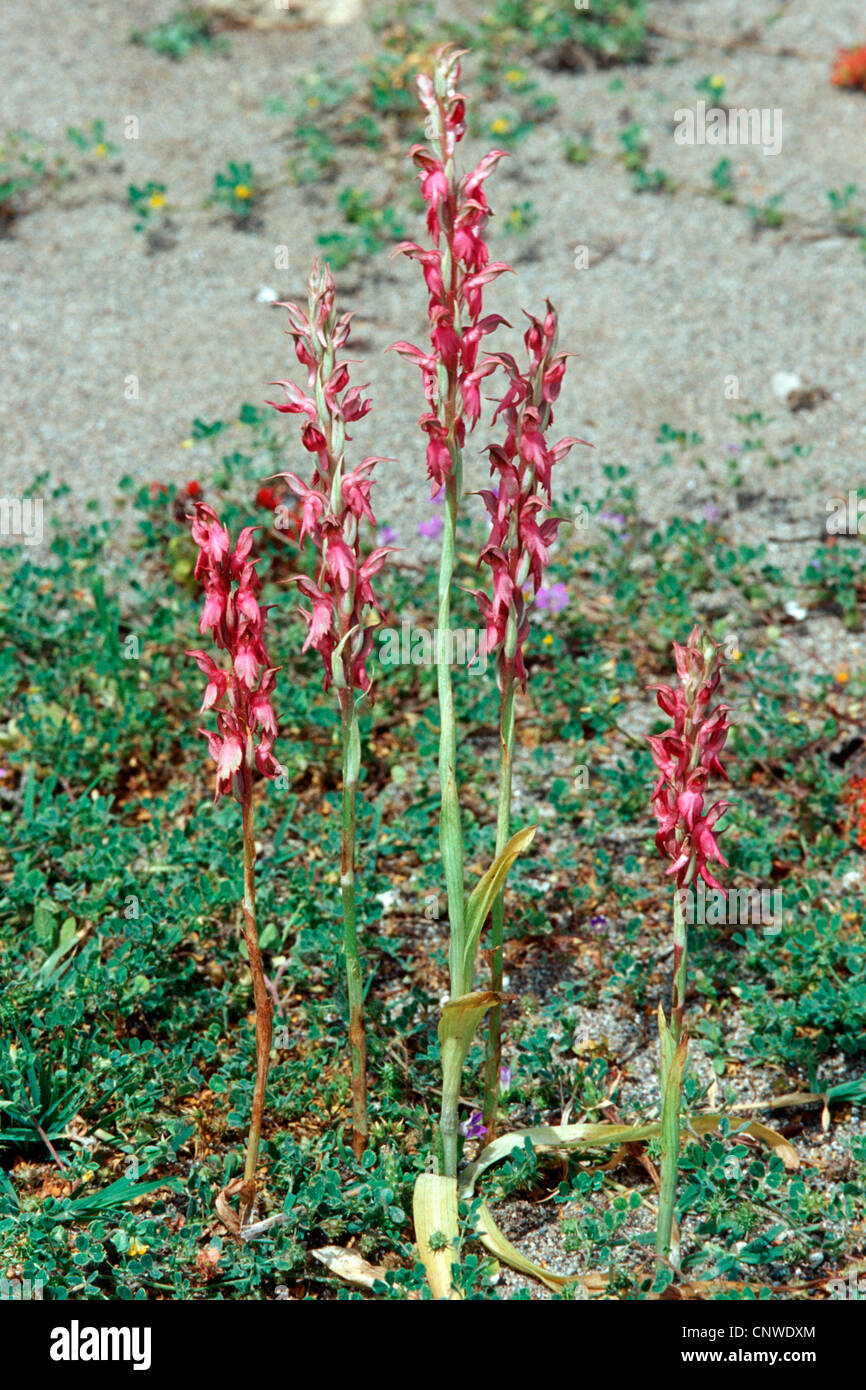 Terra santa orchis (Orchis sancta), fioritura individui, Grecia, Rodi Foto Stock
