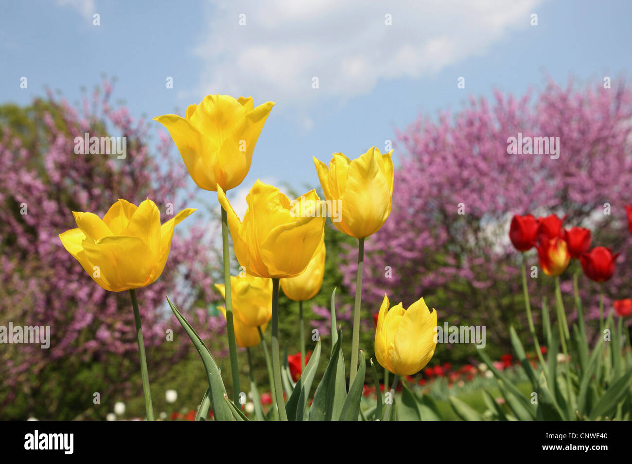 Giardino in comune tulip (Tulipa gesneriana), fiori di colore giallo Foto Stock