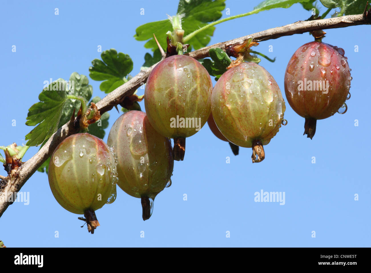 Wild uva, uva spina europea (Ribes uva-crispa), uva spina su un ramoscello , Germania Foto Stock