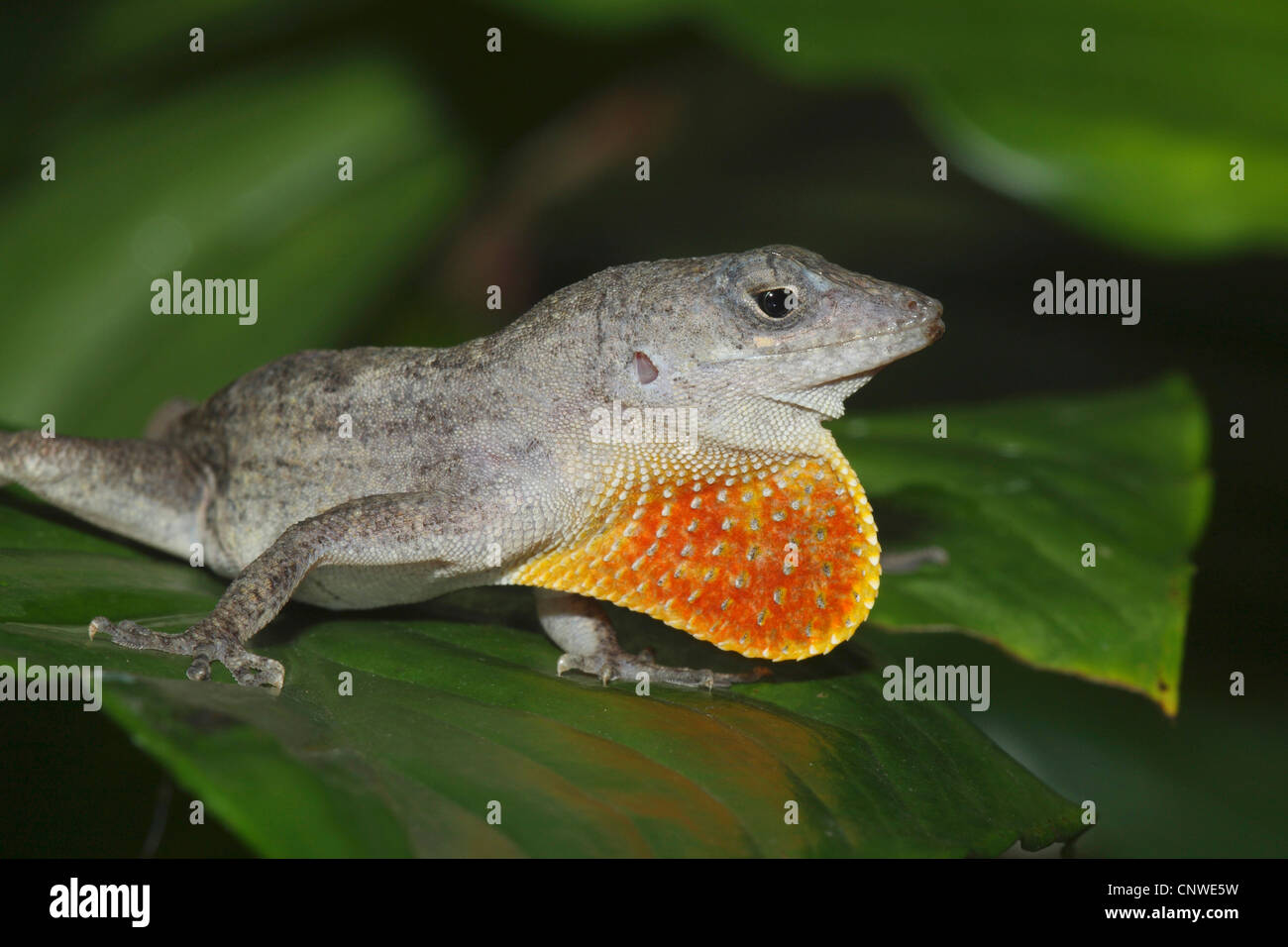 Anole marrone, anole cubano (Anolis sagrei), in atteggiamento minaccioso Foto Stock