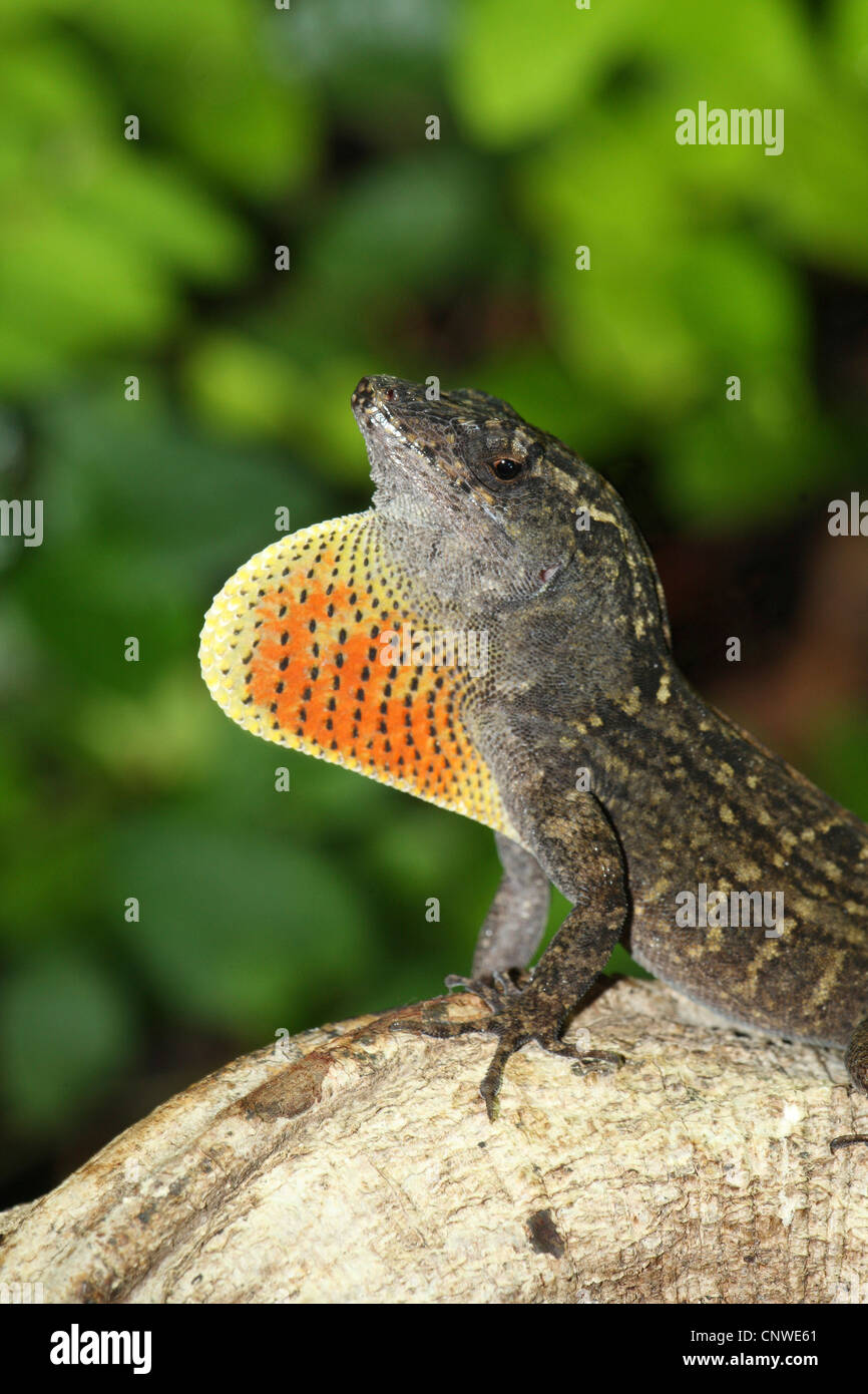 Anole marrone, anole cubano (Anolis sagrei), in atteggiamento minaccioso Foto Stock