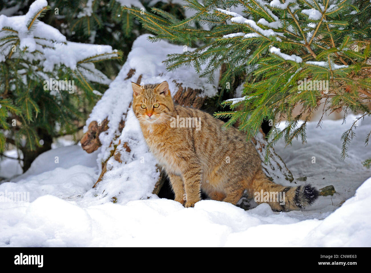Il gatto selvatico (Felis silvestris), seduto nella neve a bordo della foresta, Germania Foto Stock
