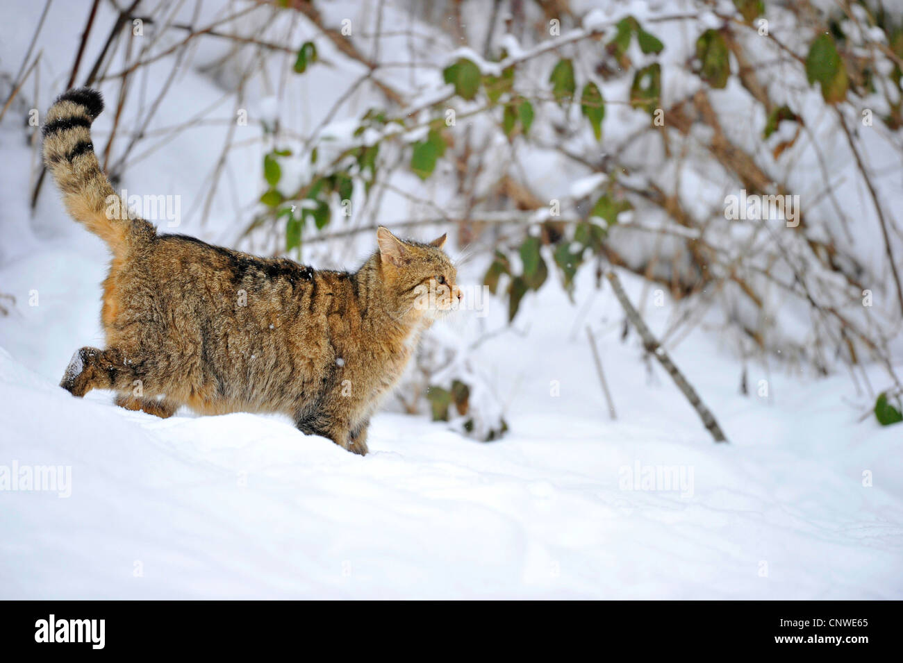 Il gatto selvatico (Felis silvestris), passeggiate nella neve, Germania Foto Stock