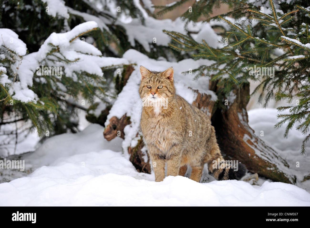 Il gatto selvatico (Felis silvestris), seduto nella neve a bordo della foresta, Germania Foto Stock