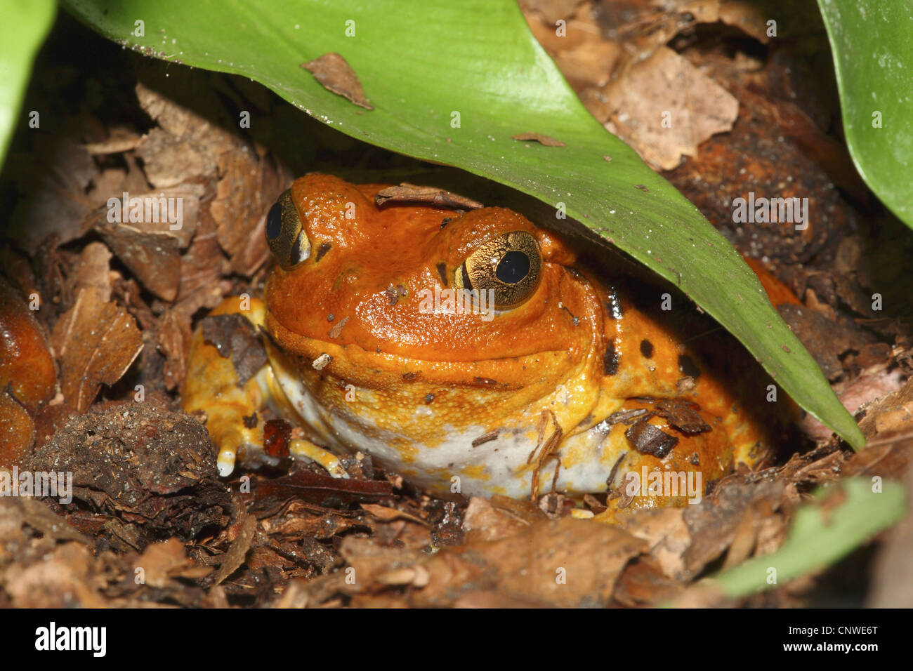 Falso rana pomodorro (Dyscophus guineti), seduta sul suolo della foresta sotto una foglia Foto Stock