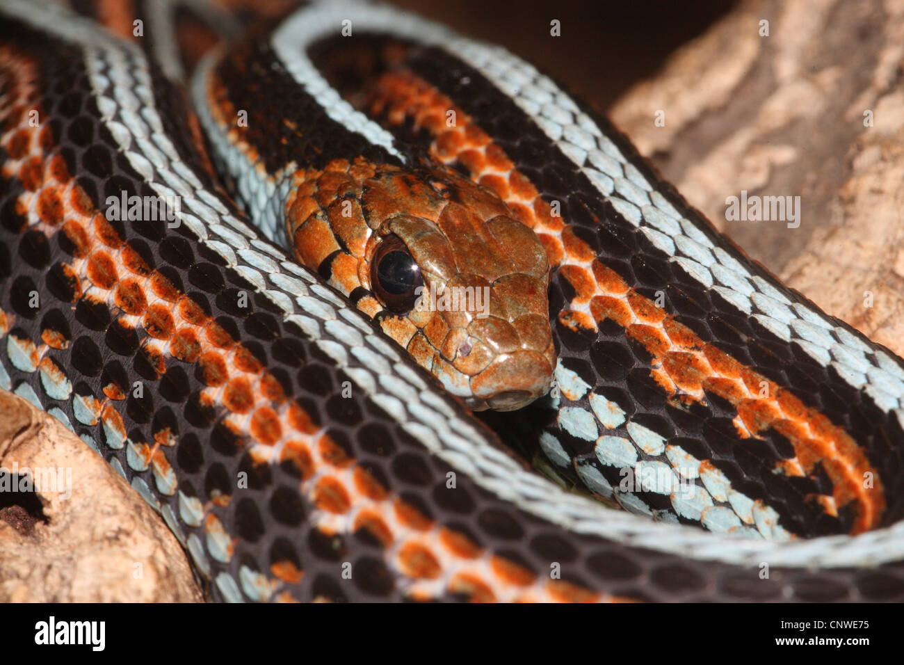 Common garter snake (Thamnophis sirtalis), avvolti a spirale Foto Stock