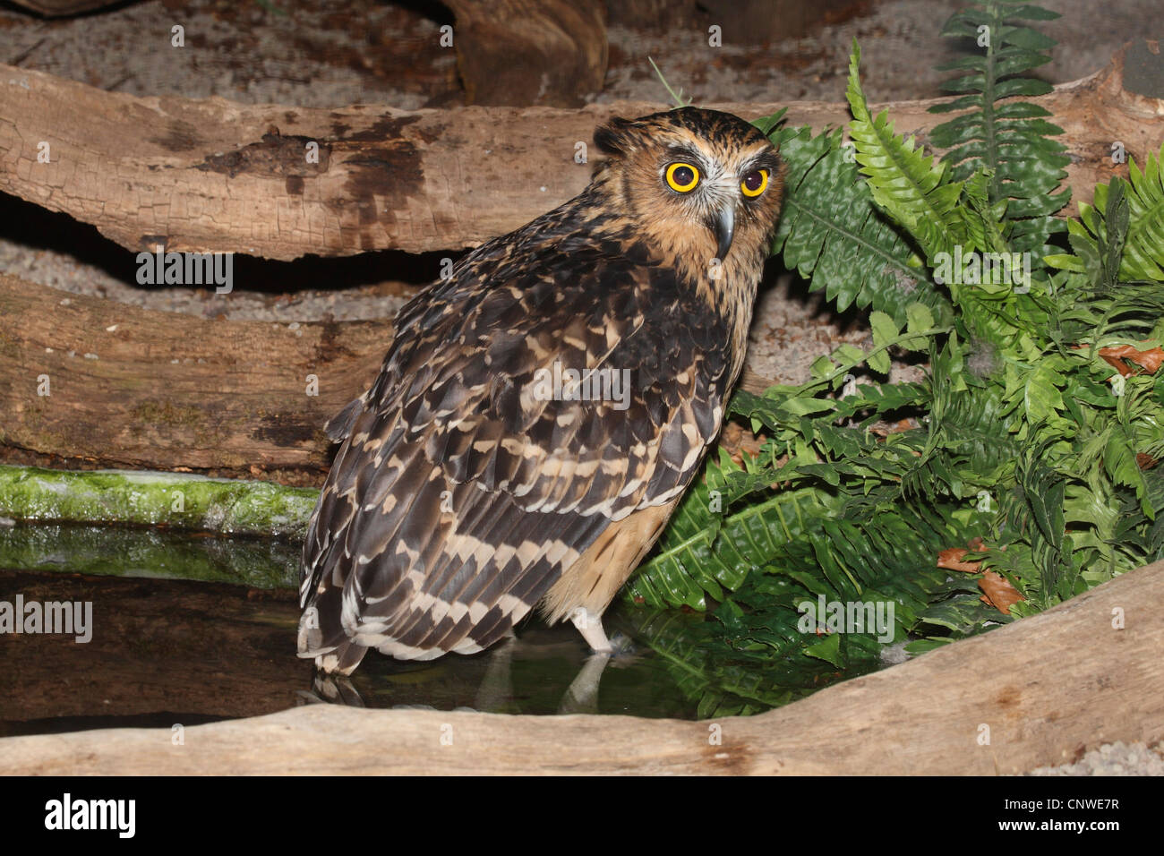 Il malese gufo reale (Bubo ketupa), seduta in acqua tra il marciume tronchi Foto Stock