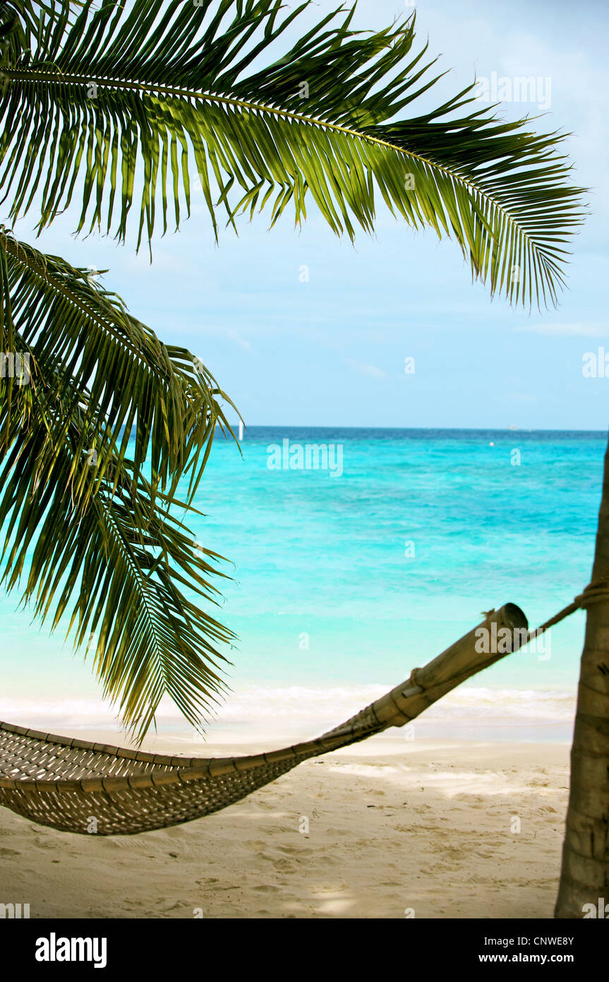 Amaca e palme in una spiaggia tropicale Foto stock - Alamy