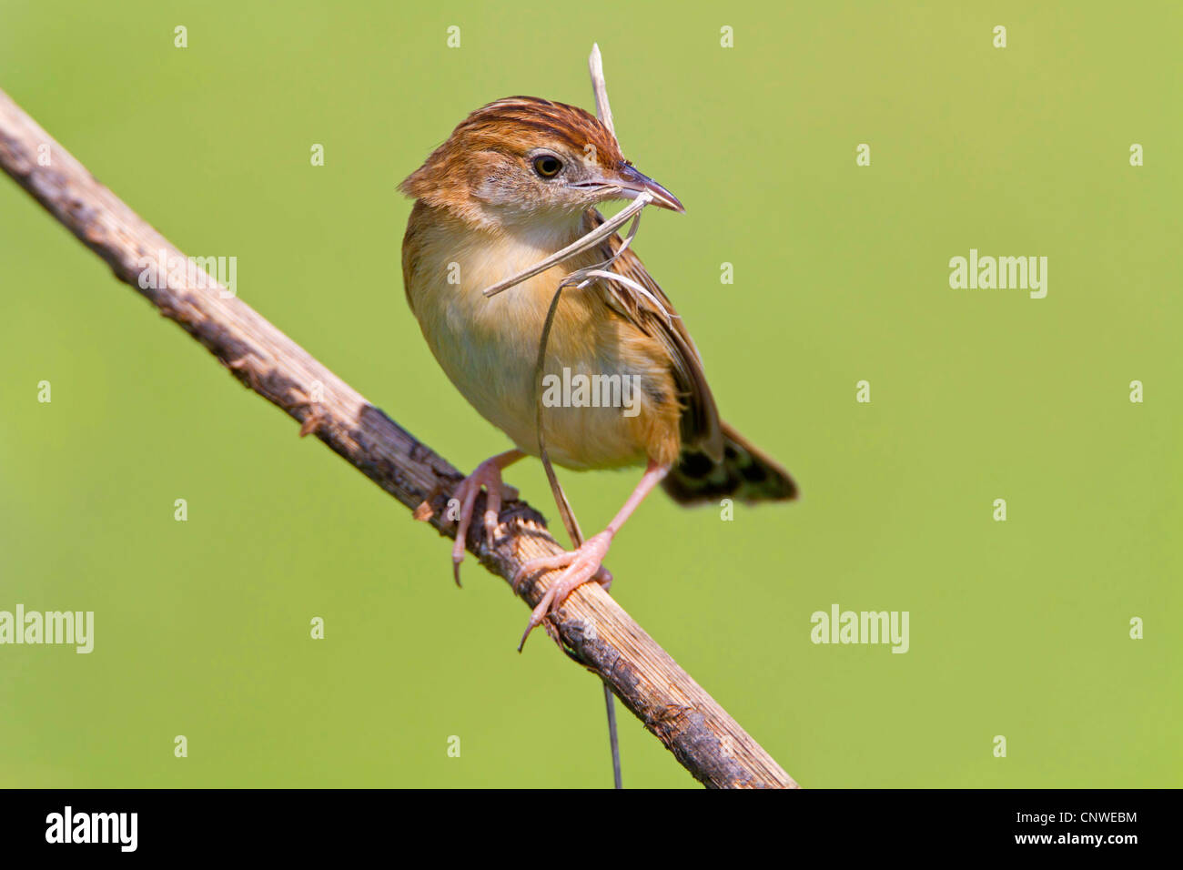 Zitting cisticola (Cisticola juncidis), seduto su un ramoscello con materiale di nidificazione nel becco, Spagna, Balearen, Maiorca Foto Stock