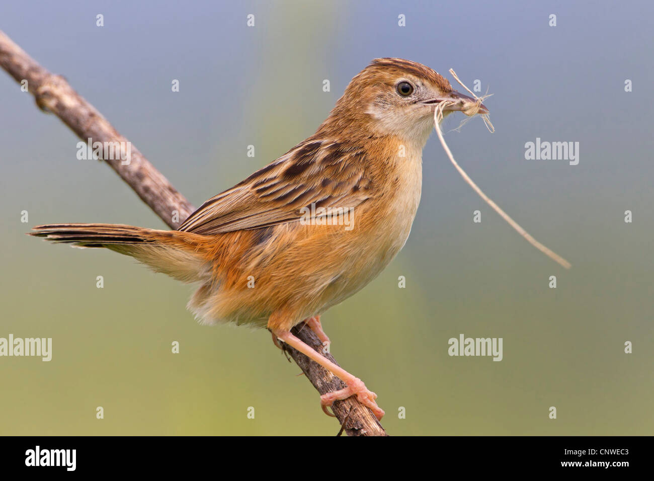 Zitting cisticola (Cisticola juncidis), seduto su un ramoscello con materiale di nidificazione nel becco, Spagna, Balearen, Maiorca Foto Stock