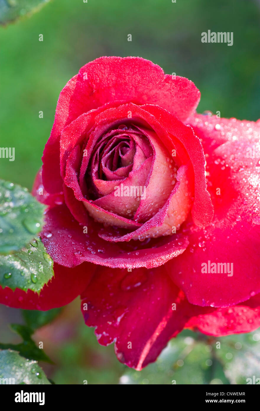 Rose ornamentali (Rosa "Yakimour', Rosa Yakimour), cultivar Yakimour Foto Stock