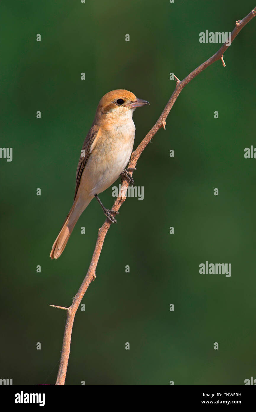 Isabelline shrike (Lanius isabellinus phoenicuroides), seduto su un ramo, Oman Foto Stock