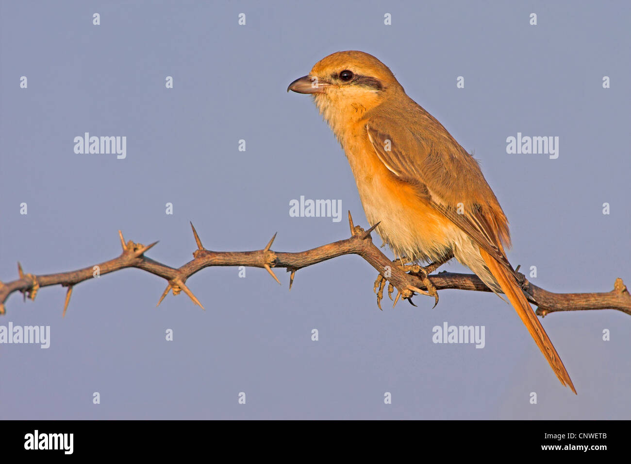 Turkestan (Shrike Lanius isabellinus phoenicuroides), seduto su un ramo, Oman Foto Stock