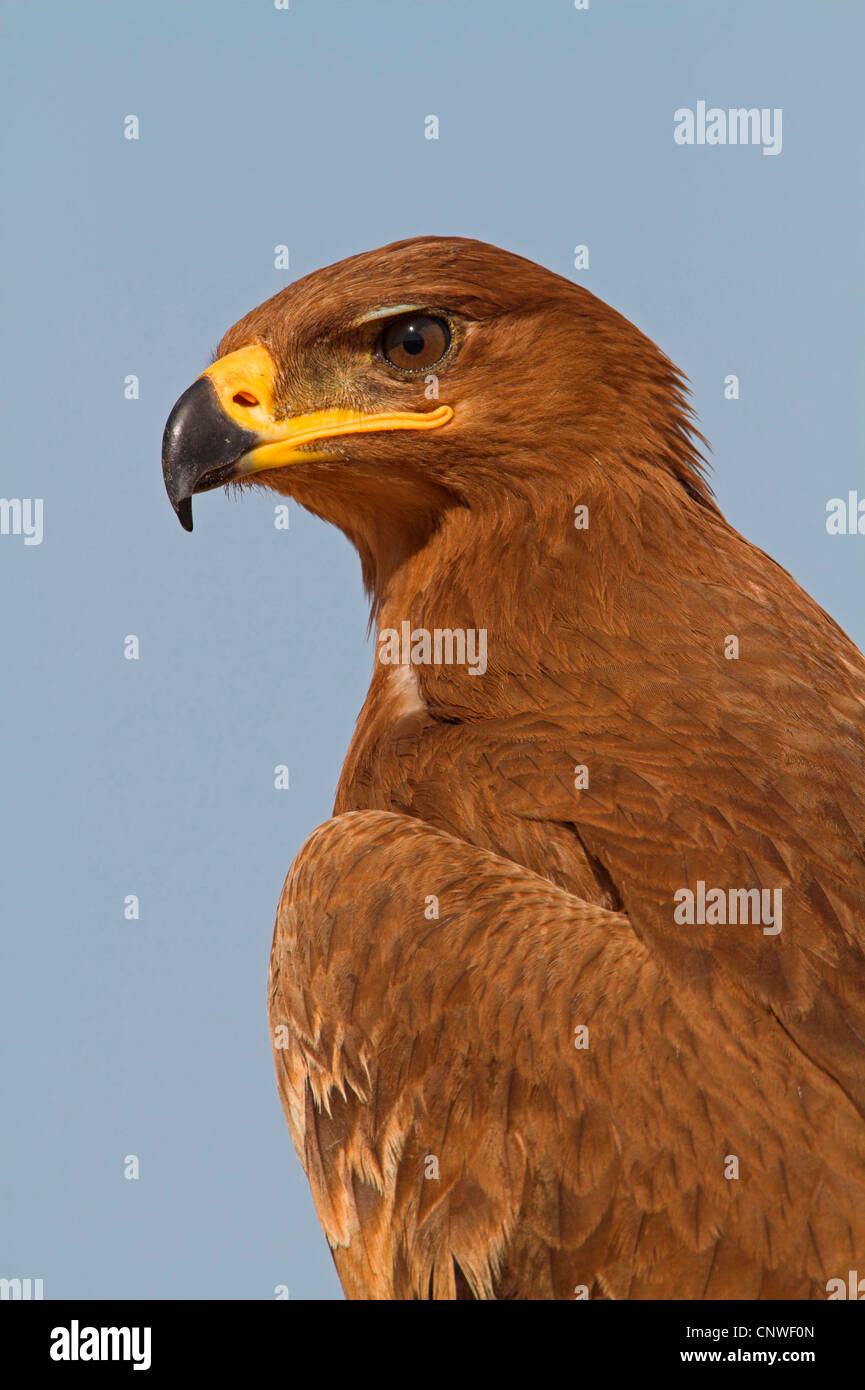 Steppa eagle (Aquila nipalensis, Aquila rapax nipalensis), ritratto, Oman Foto Stock