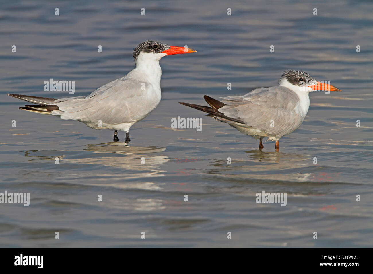Caspian tern (Hydroprogne caspia, Sterna caspia), due persone in piedi in acqua, Oman Foto Stock