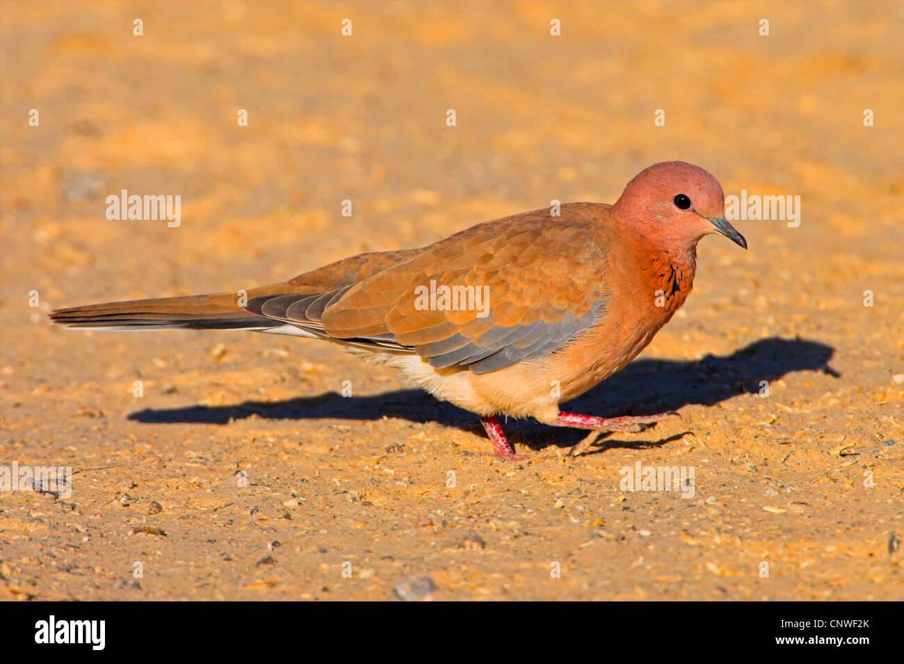 Ridendo colomba (Streptopelia senegalensis), seduto a terra, Oman Foto Stock