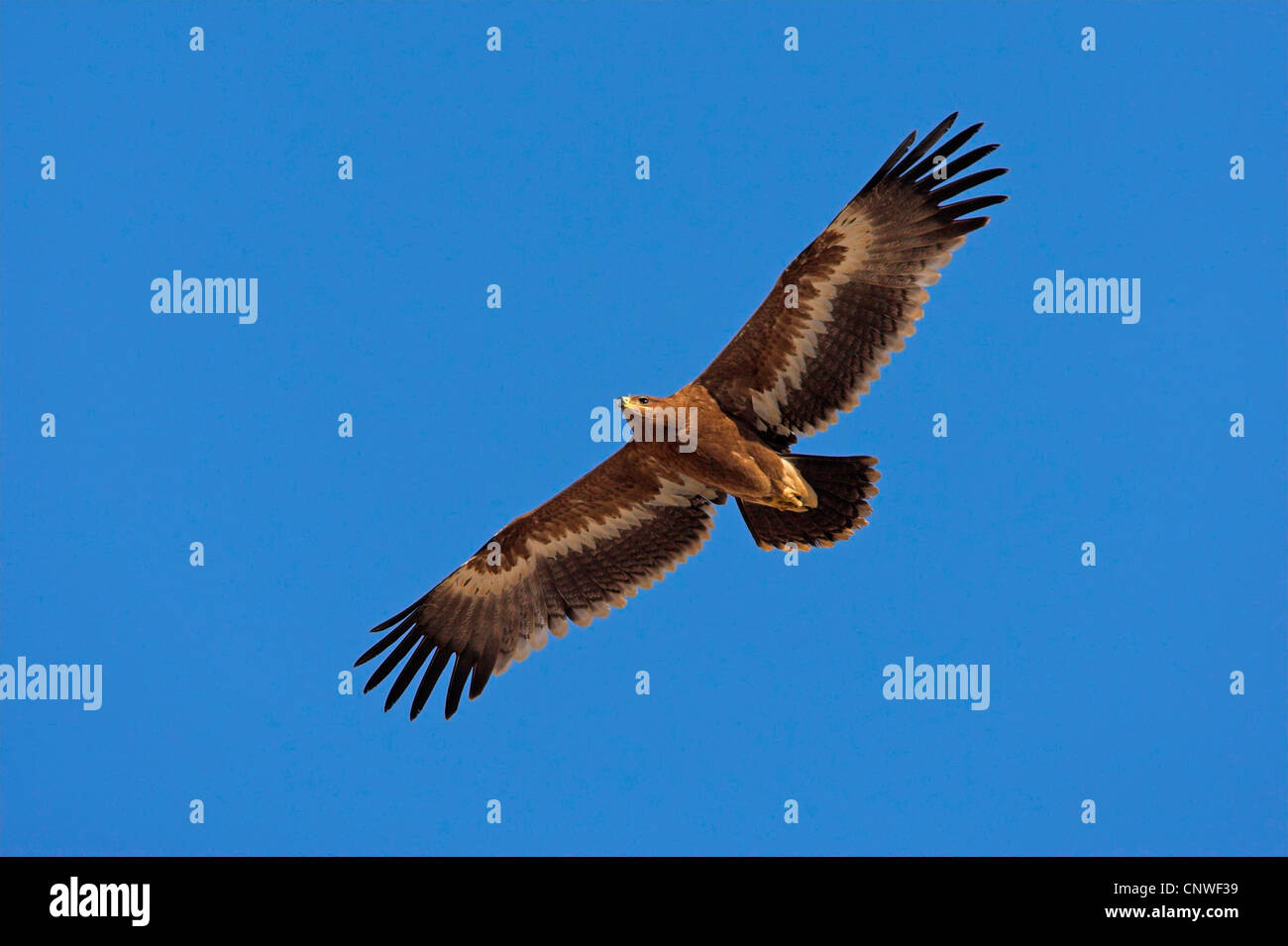 Steppa eagle (Aquila nipalensis, Aquila rapax nipalensis), volare, Oman Foto Stock