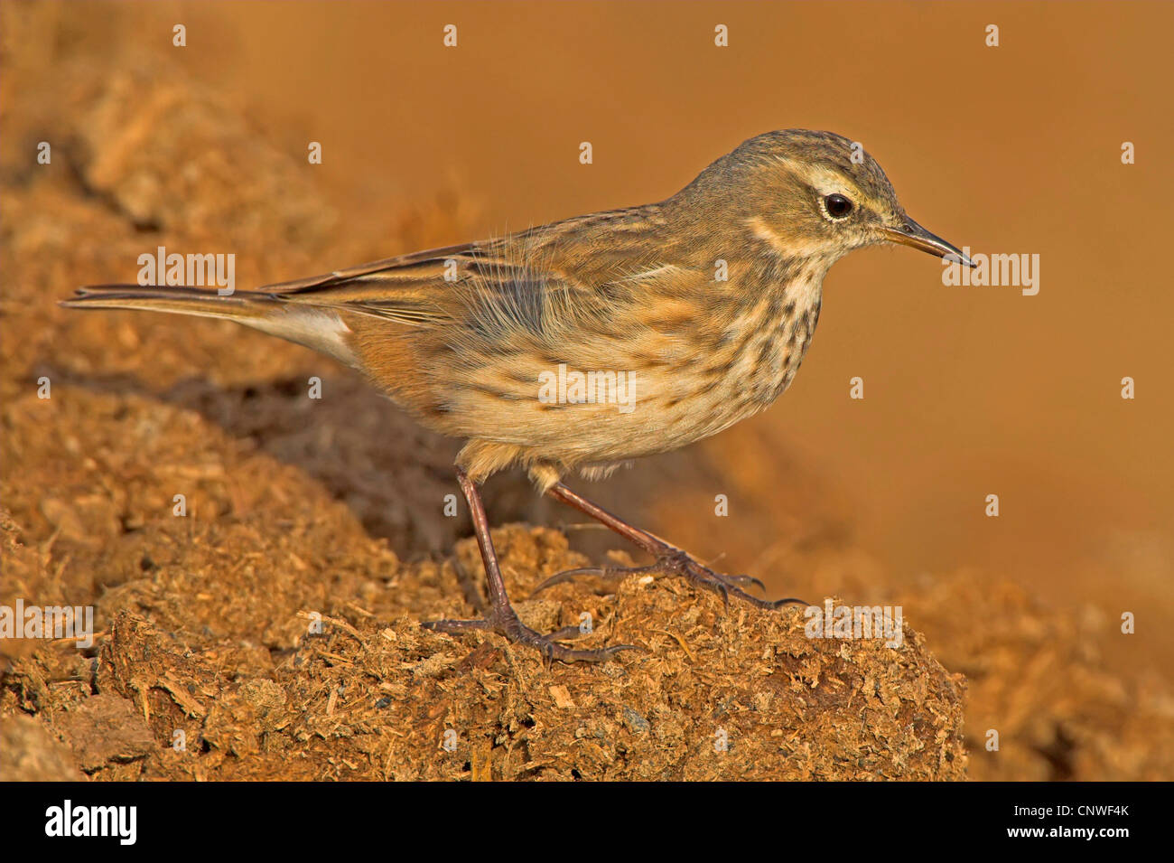 Acqua pitpit (Anthus spinoletta), seduto a terra, Oman Foto Stock