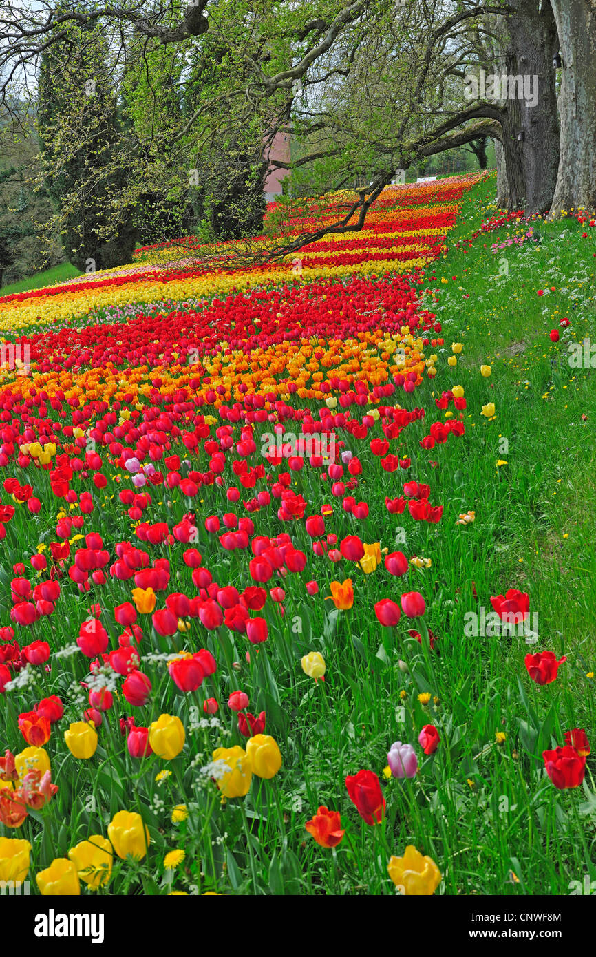Fioritura di tulipani, Germania, Mainau, Mainau Foto Stock