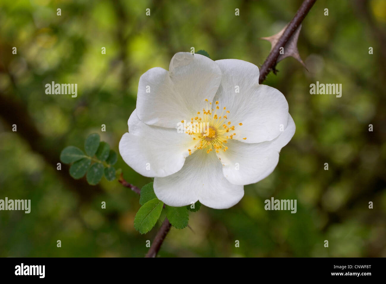 La Sweginzow rosa (Rosa sweginzowii 'Macrocarpa', Rosa sweginzowii Macrocarpa), fioritura Foto Stock