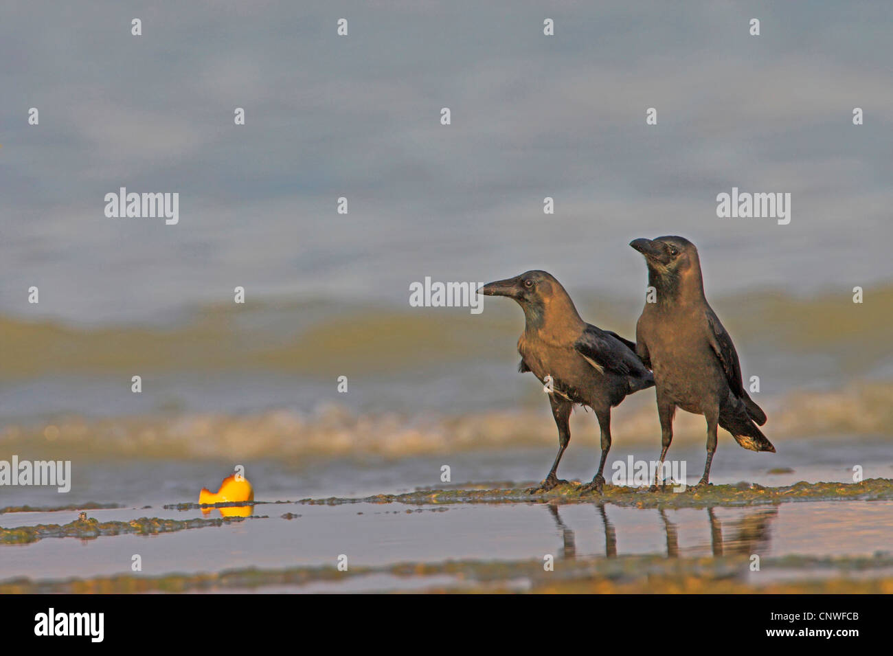Casa crow (Corvus splendens), due persone in piedi sulla spiaggia, Oman Foto Stock