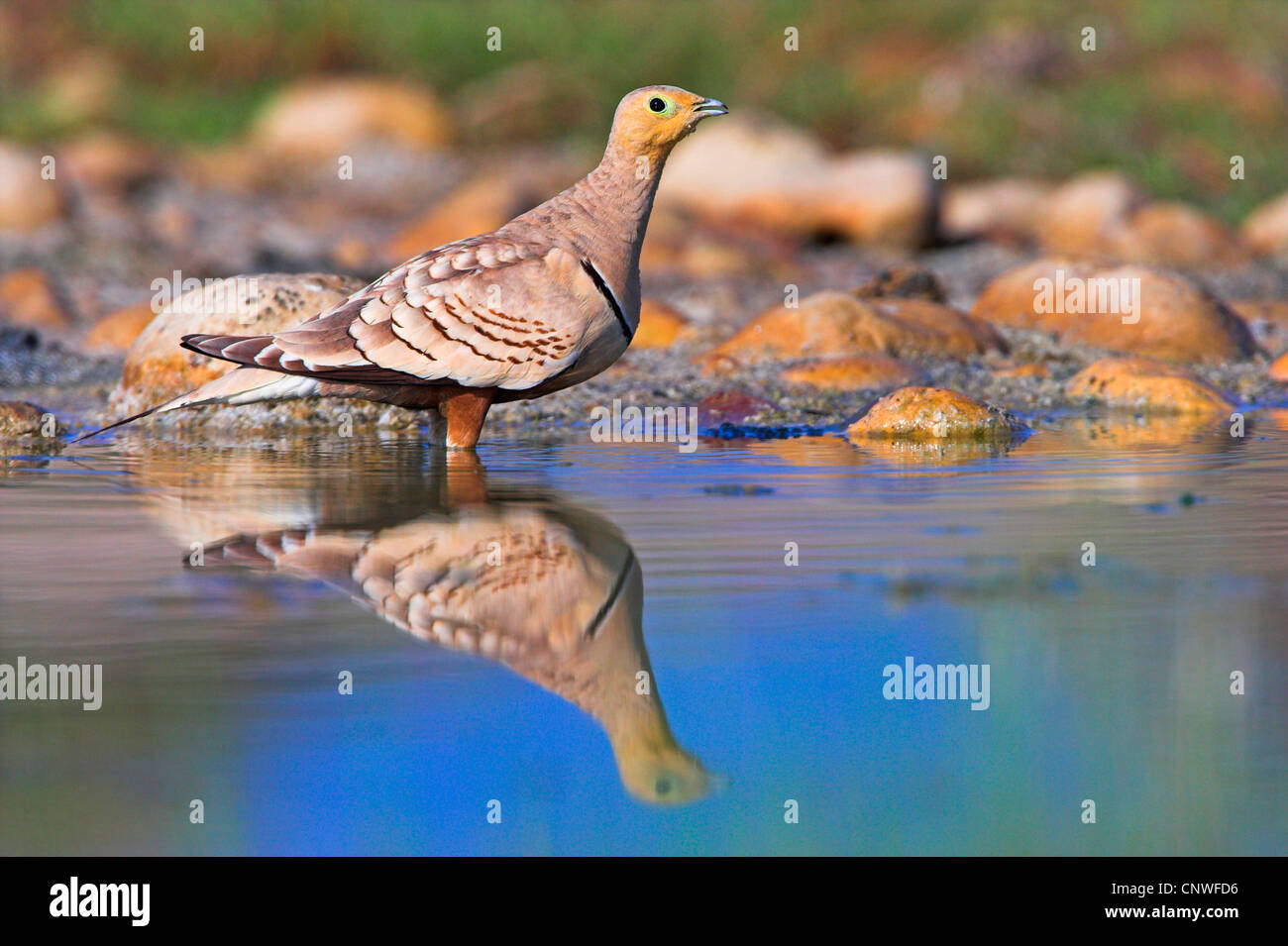 Di castagno sandgrouse panciuto (Pterocles exustus), in piedi in acqua, Oman Foto Stock