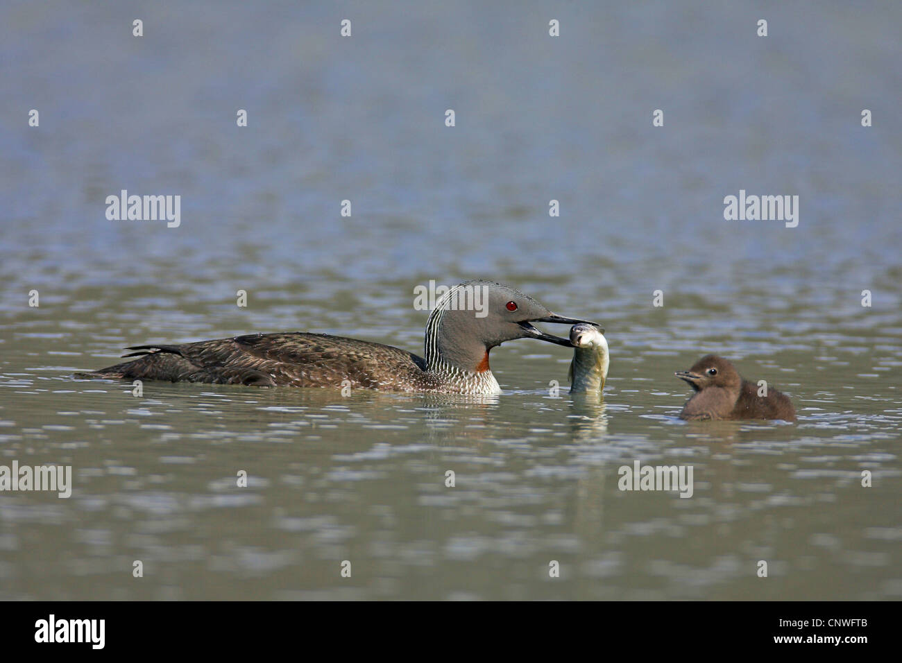 Rosso-throated diver (Gavia stellata), Adulto con pesce nel becco, curiosamente guardato da pulcino, Islanda Foto Stock