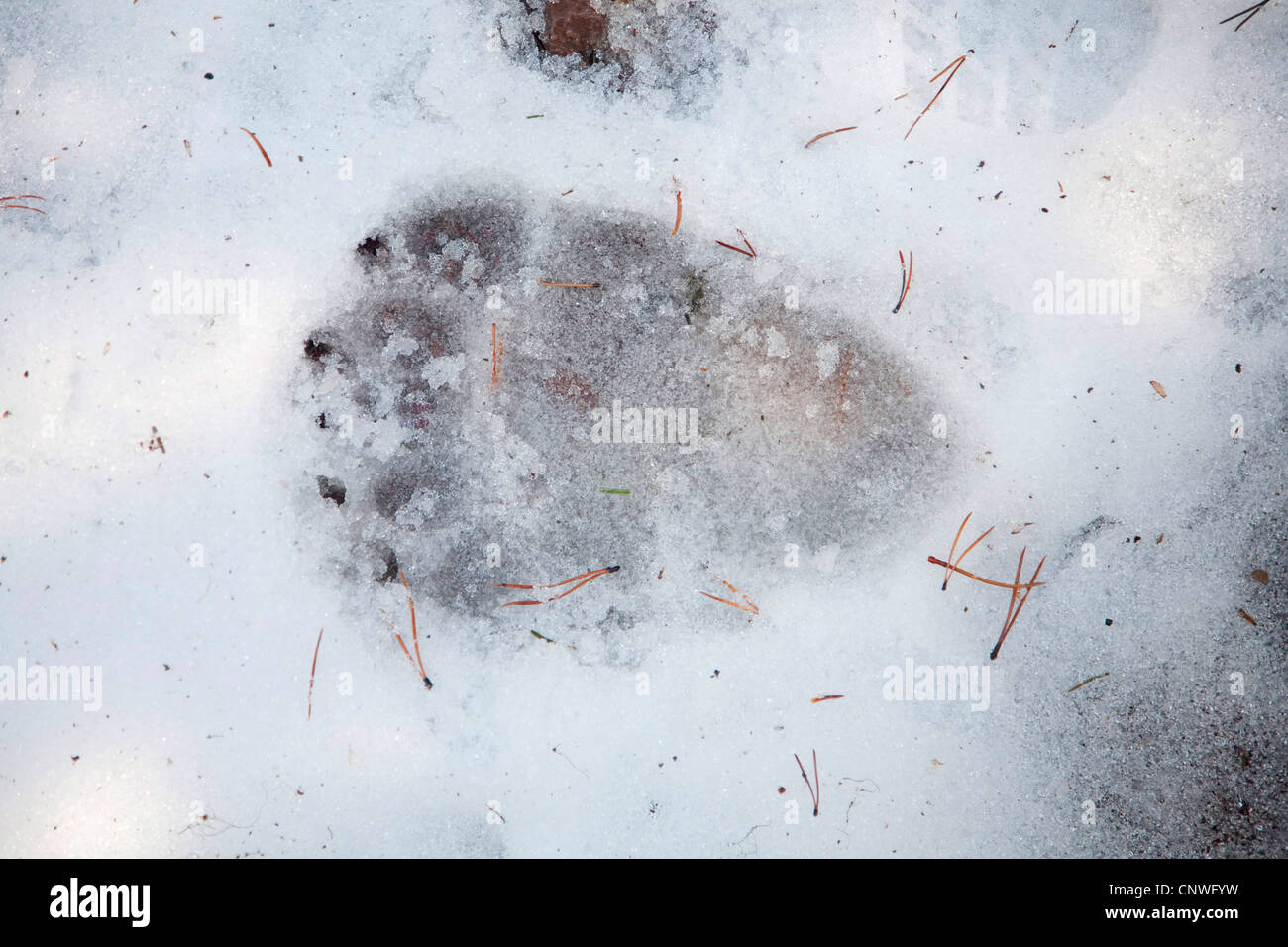 Orso bruno Orso grizzly (Ursus arctos horribilis), paw stampa nella neve, Canada, Alberta, Parco Nazionale dei laghi di Waterton Foto Stock