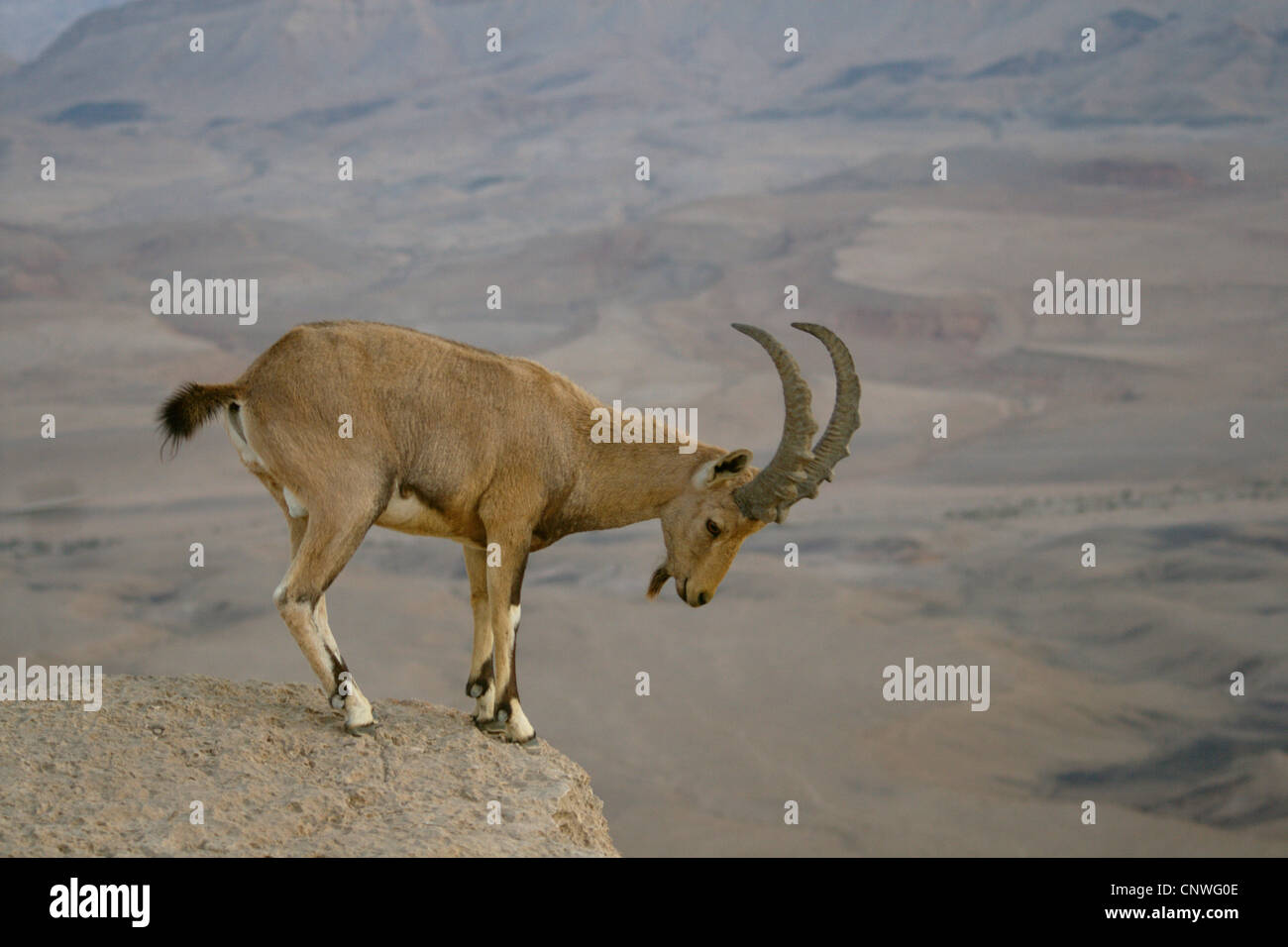 Ibex Nubiano (Capra nubiana, Capra ibex nubiana), maschio cercando in profondità da uno sperone di roccia, Israele, Negev-Wueste, Maktesh Ramon Foto Stock