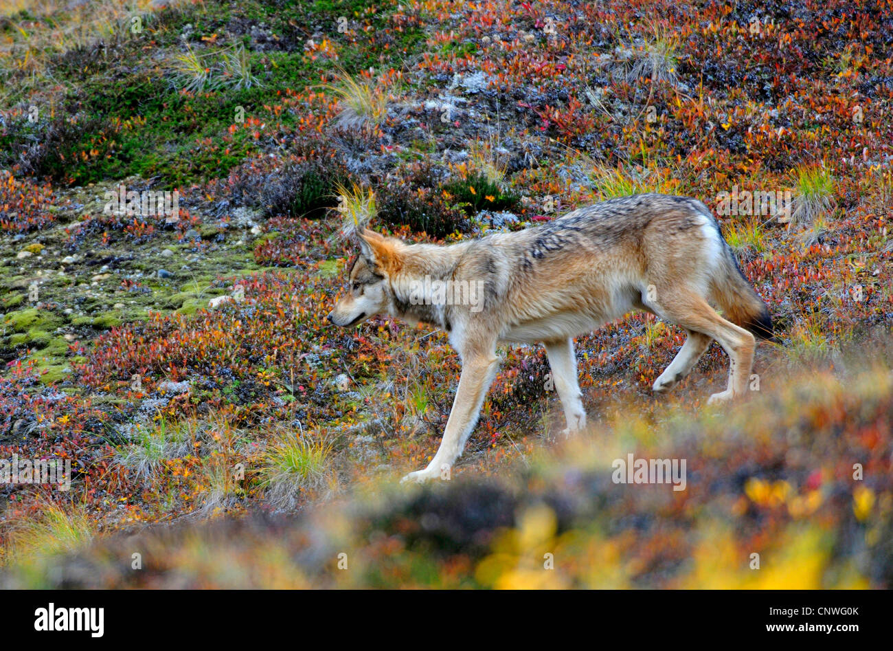 Valle di Mackenzie Wolf, Rocky Mountain Wolf, Alaskan Tundra Wolf o legname canadese Lupo (Canis lupus occidentalis), il roaming attraverso la tundra, STATI UNITI D'AMERICA, Alaska Denali N.P. Foto Stock