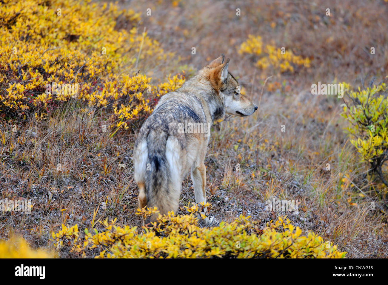Valle di Mackenzie Wolf, Rocky Mountain Wolf, Alaskan Tundra Wolf o legname canadese Lupo (Canis lupus occidentalis), il roaming attraverso la tundra, STATI UNITI D'AMERICA, Alaska Denali N.P. Foto Stock