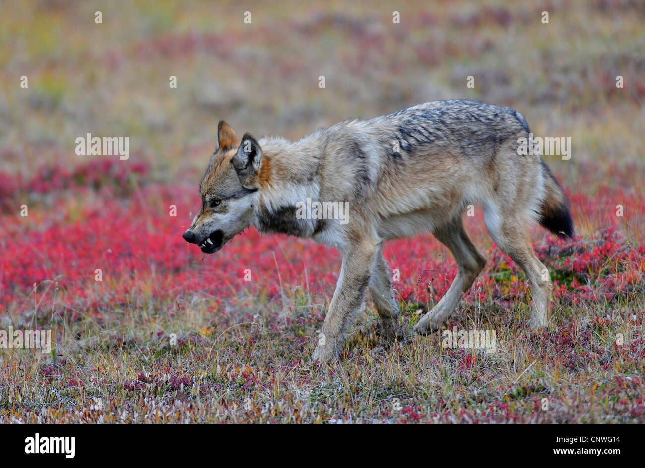 Valle di Mackenzie Wolf, Rocky Mountain Wolf, Alaskan Tundra Wolf o legname canadese Lupo (Canis lupus occidentalis), l'avanzamento nella tundra, visualizzazione di denti, STATI UNITI D'AMERICA, Alaska Denali Nationalpark Foto Stock