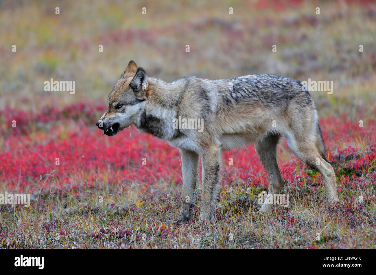 Valle di Mackenzie Wolf, Rocky Mountain Wolf, Alaskan Tundra Wolf o legname canadese Lupo (Canis lupus occidentalis), l'avanzamento nella tundra, visualizzazione di denti, STATI UNITI D'AMERICA, Alaska Denali Nationalpark Foto Stock